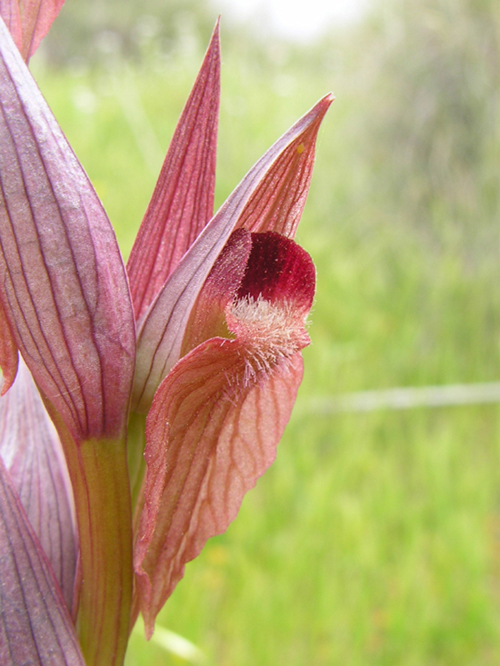 Serapias vomeracea